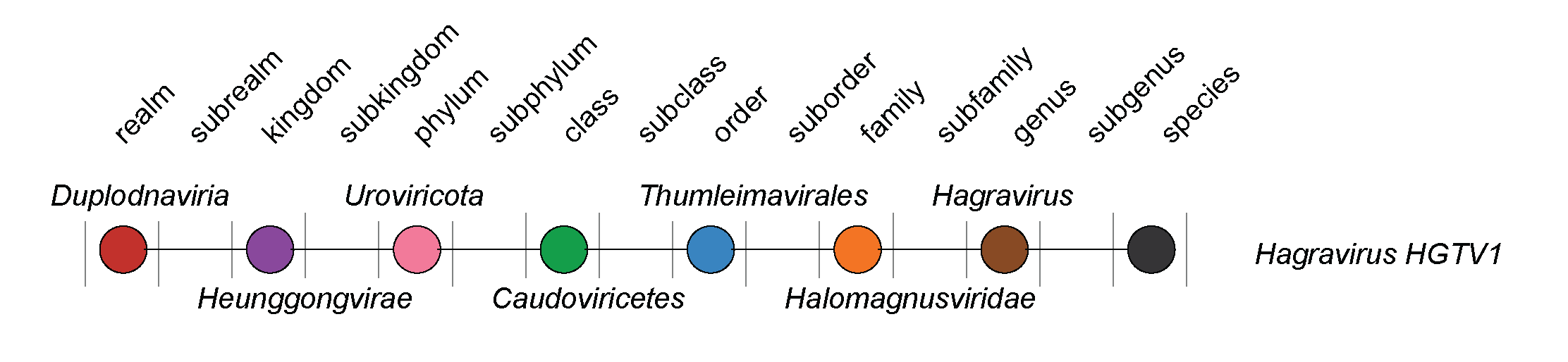 Halomagnusviridae taxonomy